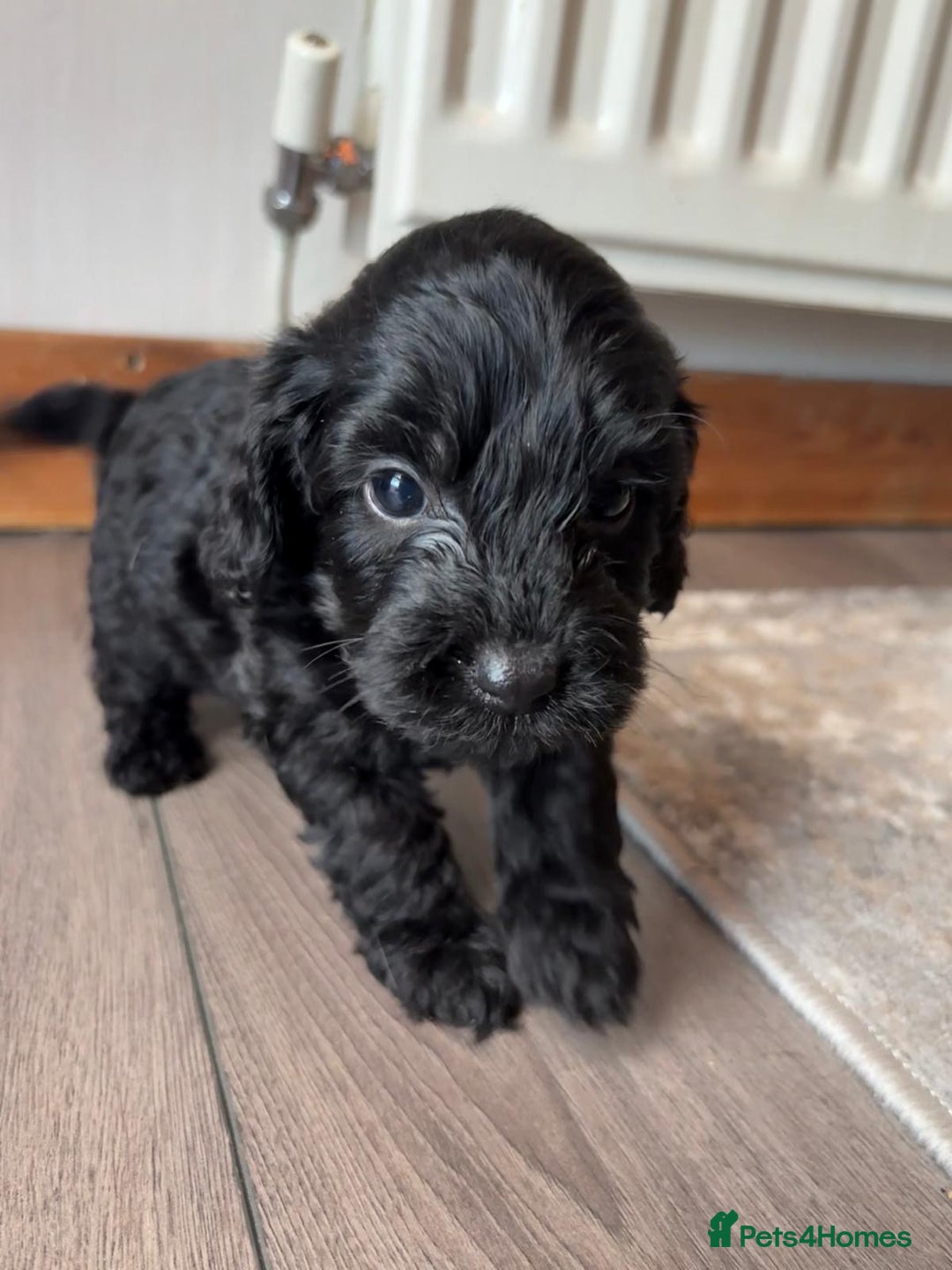 Cockapoo dogs for sale: 7 beautiful miniature cockapoos  - Image 5