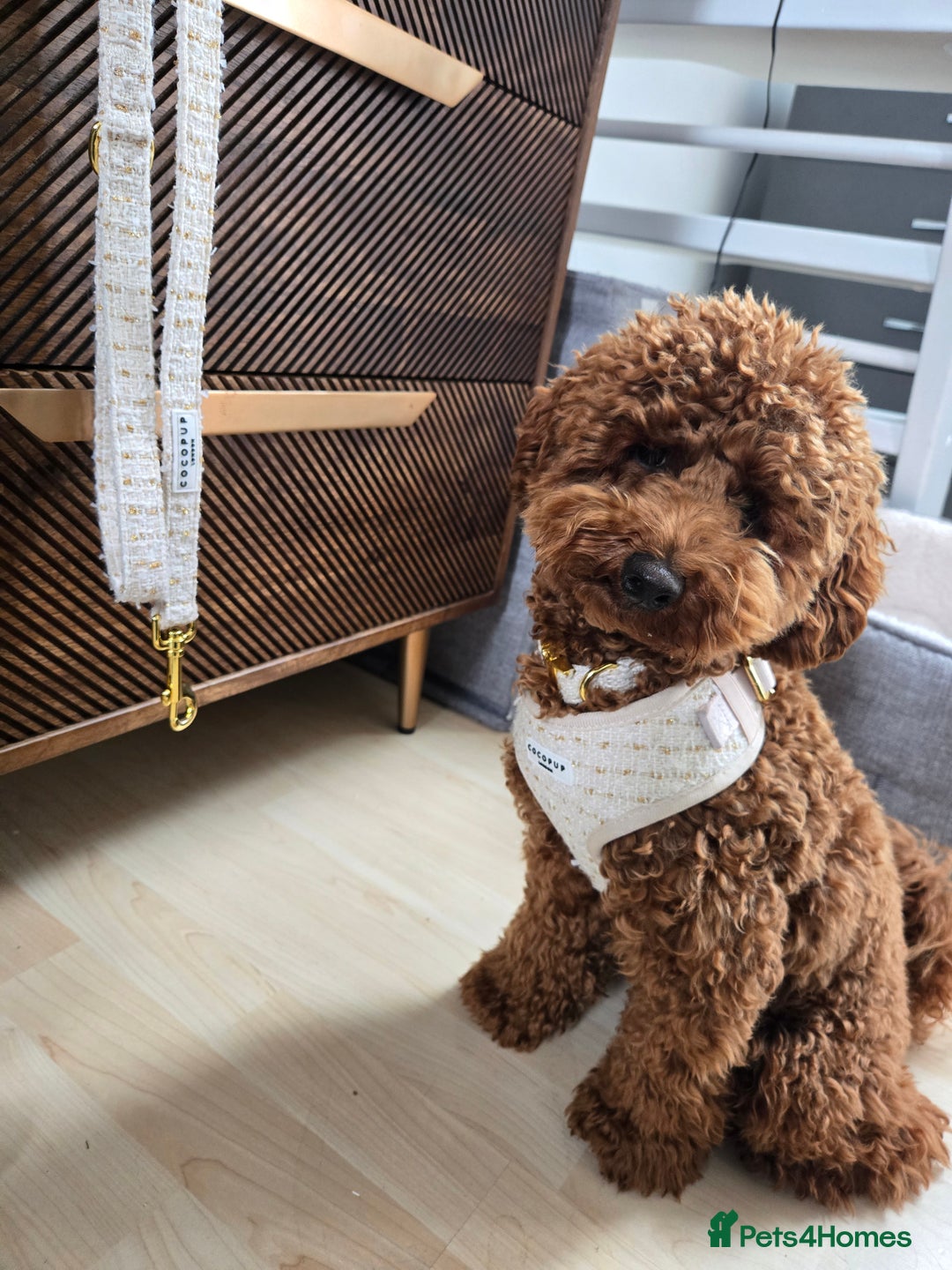 Toy Poodle dogs for stud: Toy poodle for STUD - Advert 16