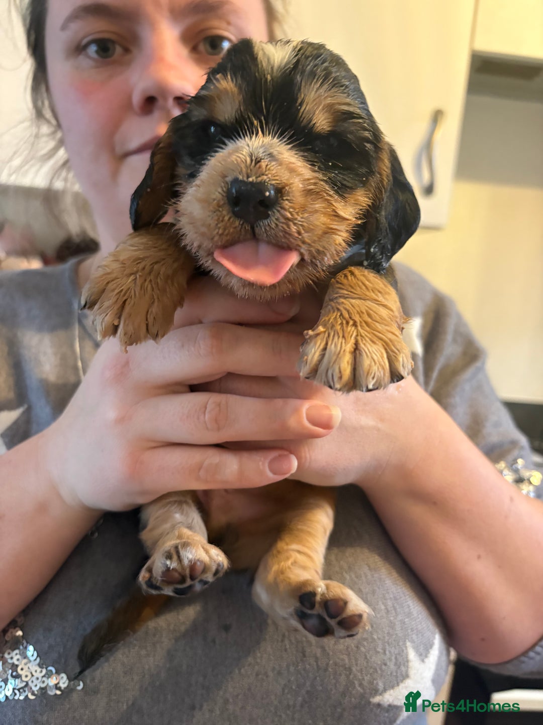 Cocker Spaniel dogs for sale: Show type cocker spaniel pups - Advert 20