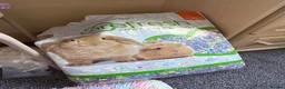 Hamster rodents for sale: Syrian Hamster Including Cage, Food, wool in Morecambe - Advert 9