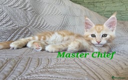 Maine Coon cats for sale: Beautiful Maine Coon kittens  - Advert 6