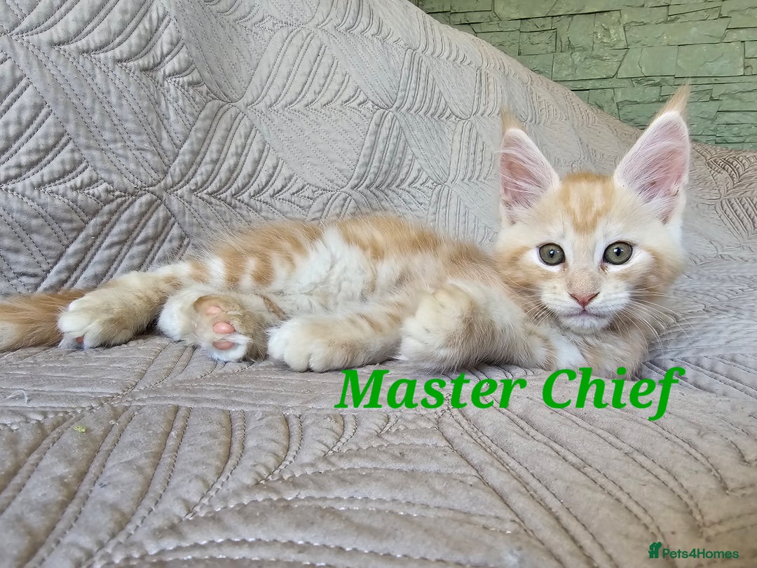 Maine Coon cats for sale: Beautiful Maine Coon kittens  - Advert 6