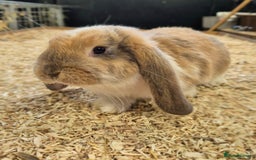 French Lop rabbits for sale: French Lops Ready Now - Image 1