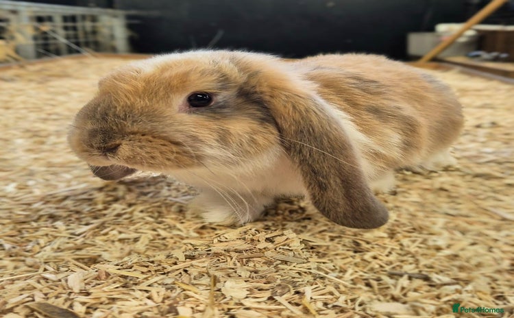 French Lop rabbits - Advert 15