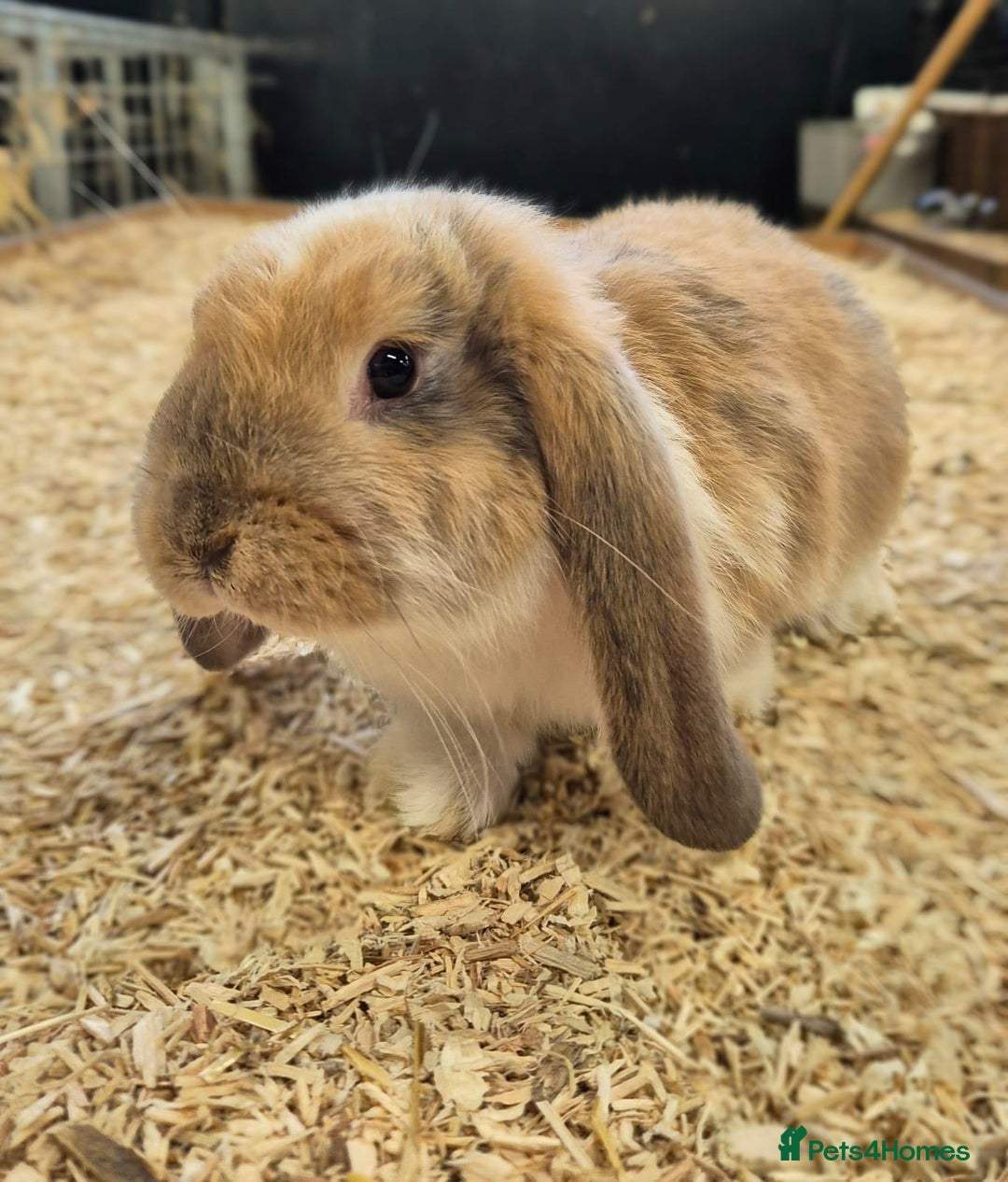 French Lop rabbits for sale: French Lops Ready Now - Image 1