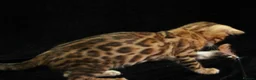 Bengal cats for sale: 🔥Beautiful Bengal girl available🔥 - Advert 17