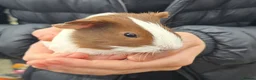 Guinea Pig rodents for sale: Female guinea pigs - Advert 4