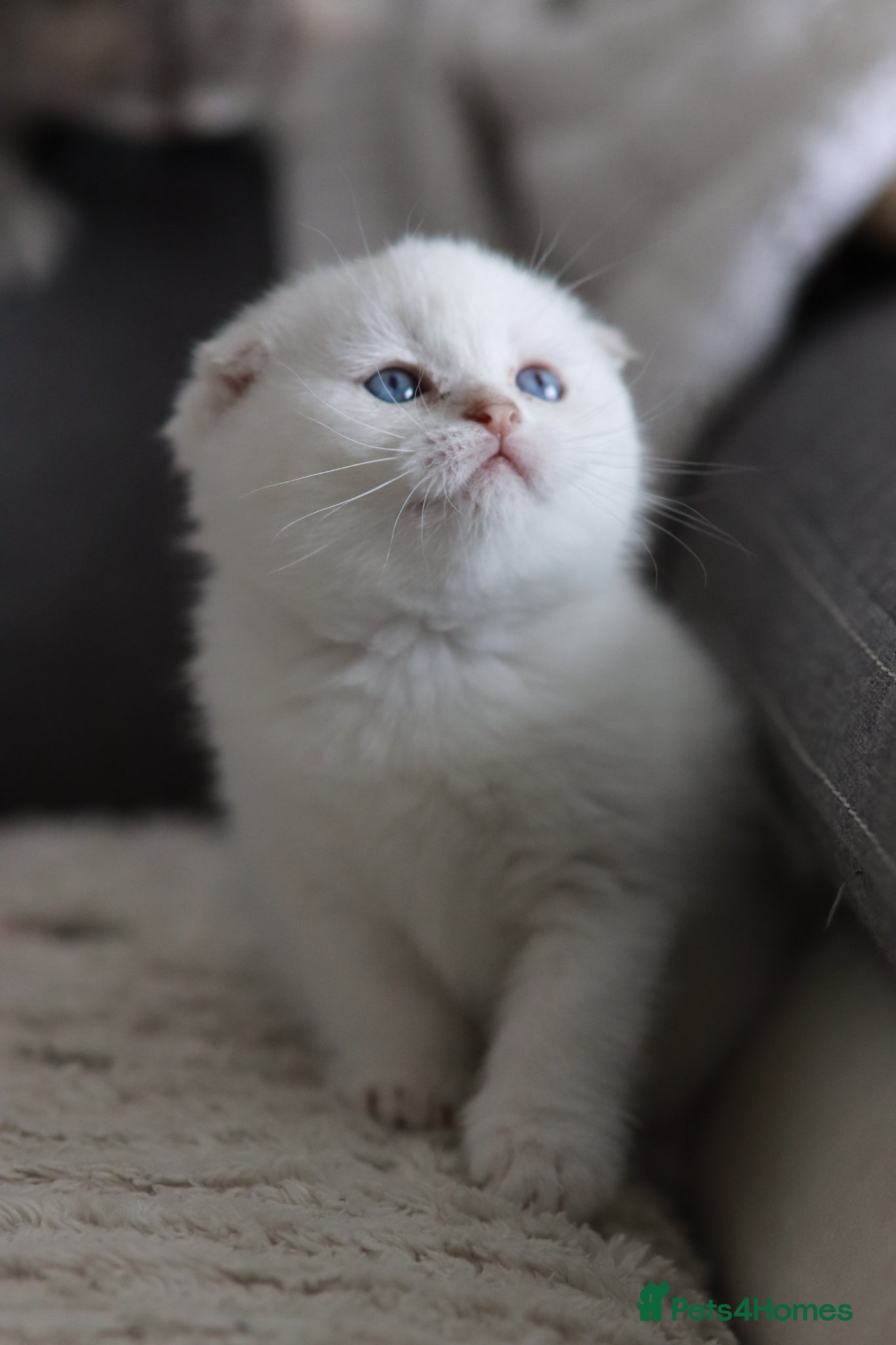Scottish Fold cats Scottish fold  - Advert 2