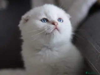 Scottish Fold cats Scottish fold - Advert 5