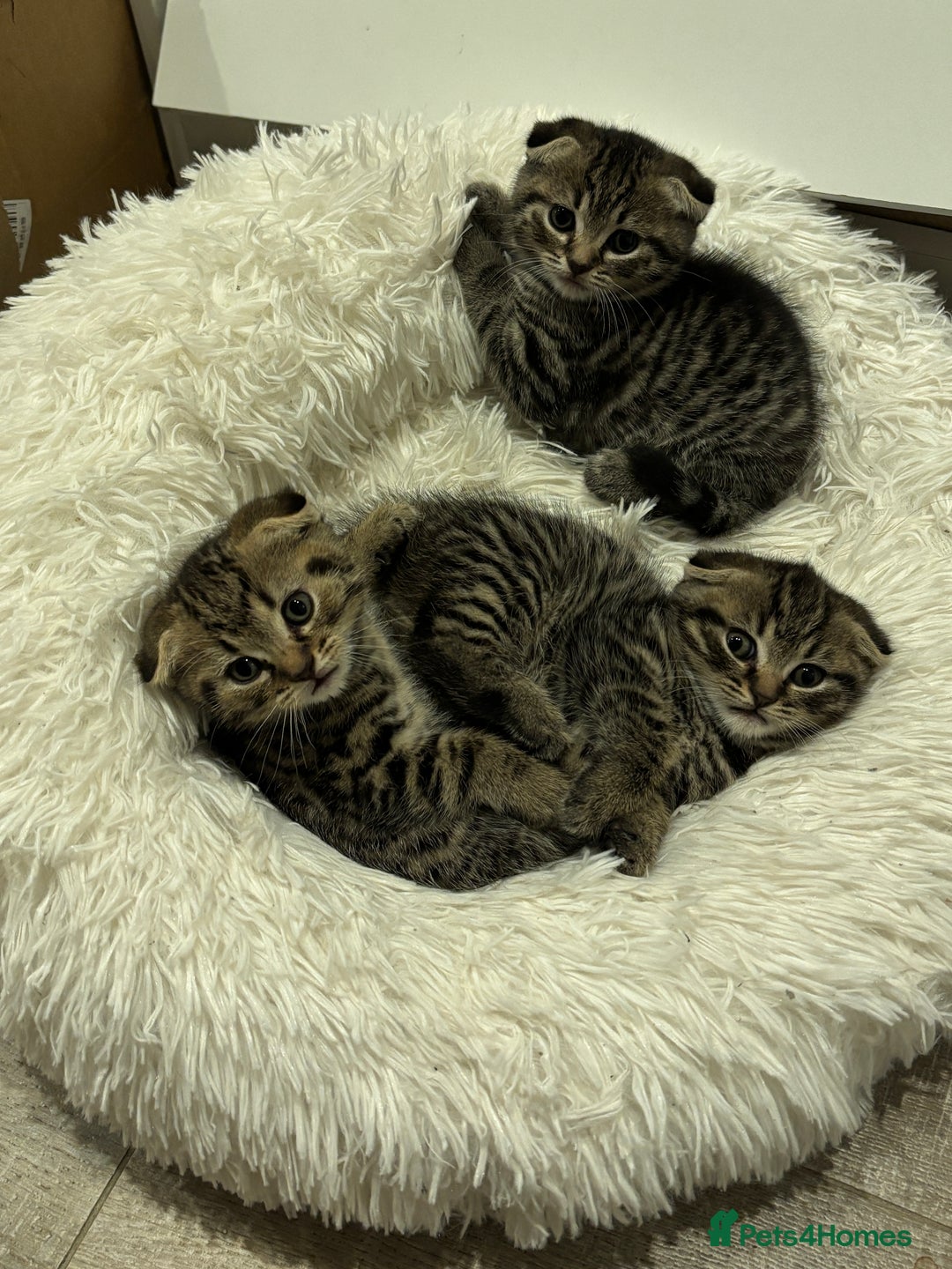 Mixed Breed cats for sale: Tabby Scottish Fold kittens - Advert 3