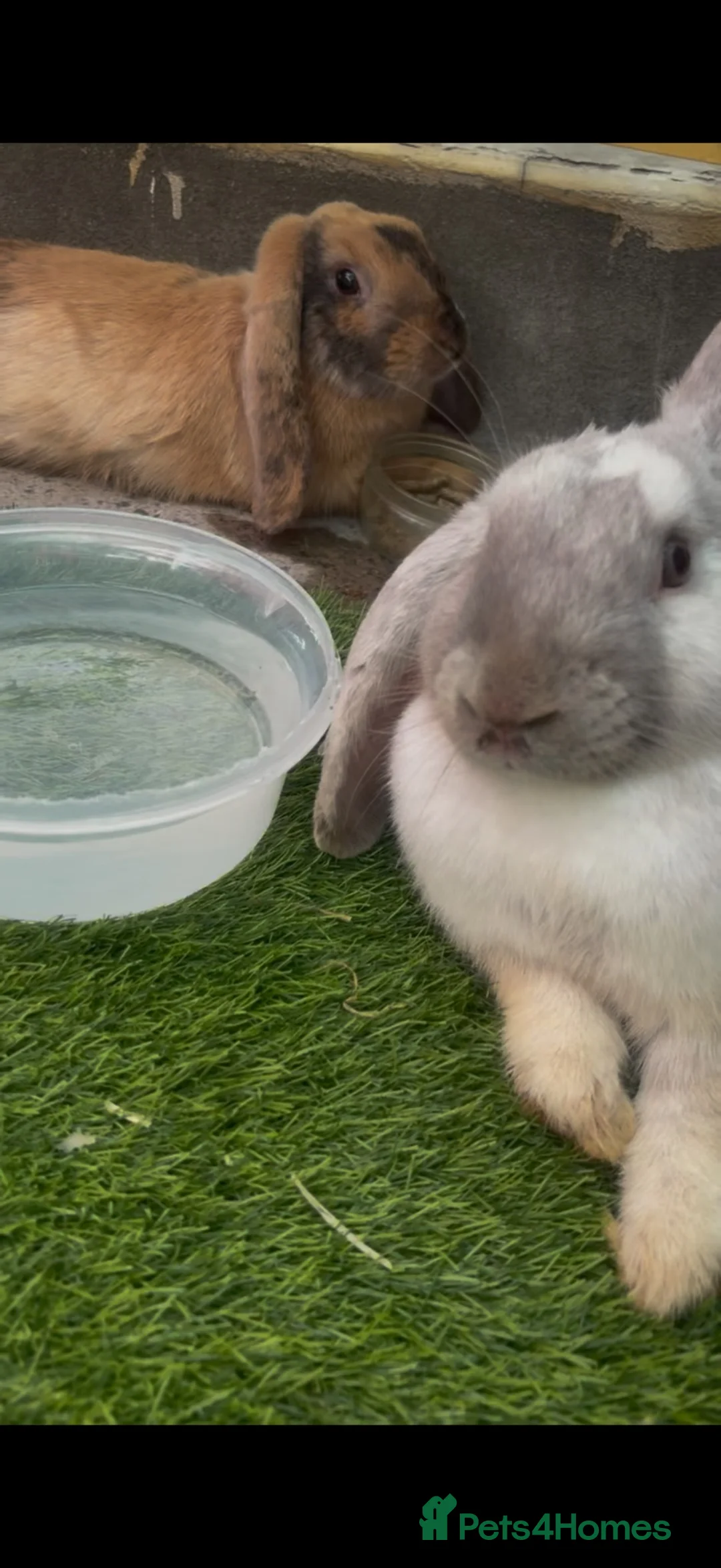 English Lop rabbits for sale: 2 sister rabbits  - Advert 1