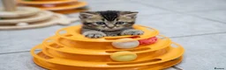 British Shorthair cats for sale: Adorable Kitten Ready For Reservation in Leamington Spa - Advert 7