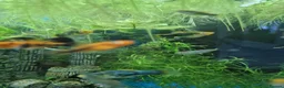 Platies fish for sale: Platy - Advert 10