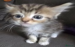 Mixed Breed cats for sale: Norwegian forest x kittens  - Image 6