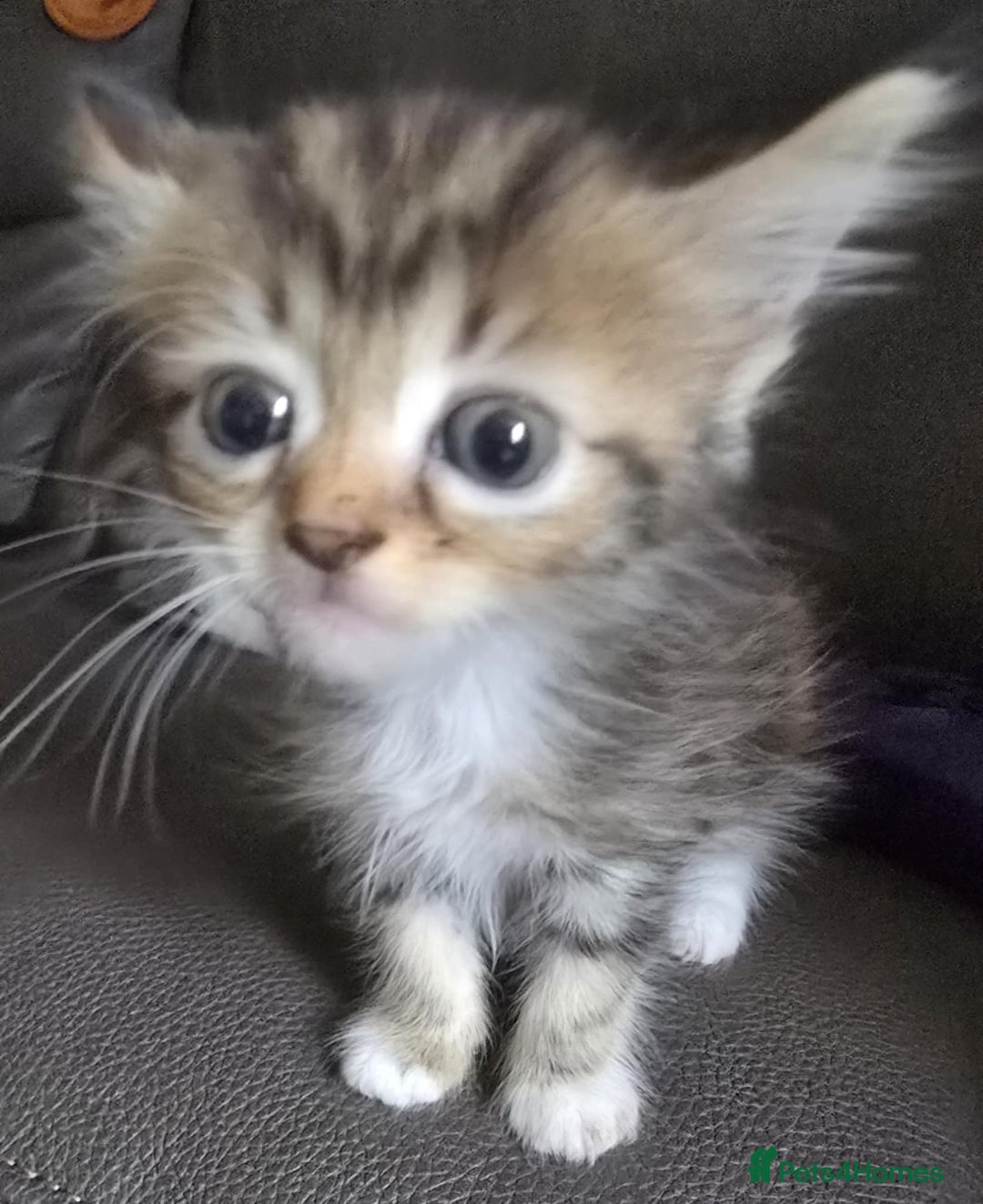 Mixed Breed cats for sale: Norwegian forest x kittens  - Image 6