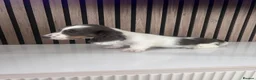 Miniature Dachshund dogs for sale: Long haired miniature dachshund  - Advert 3