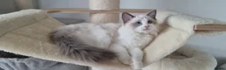 Ragdoll cats for sale: 💕Beautiful TICA Ragdolls Kittens 💕 - Advert 30