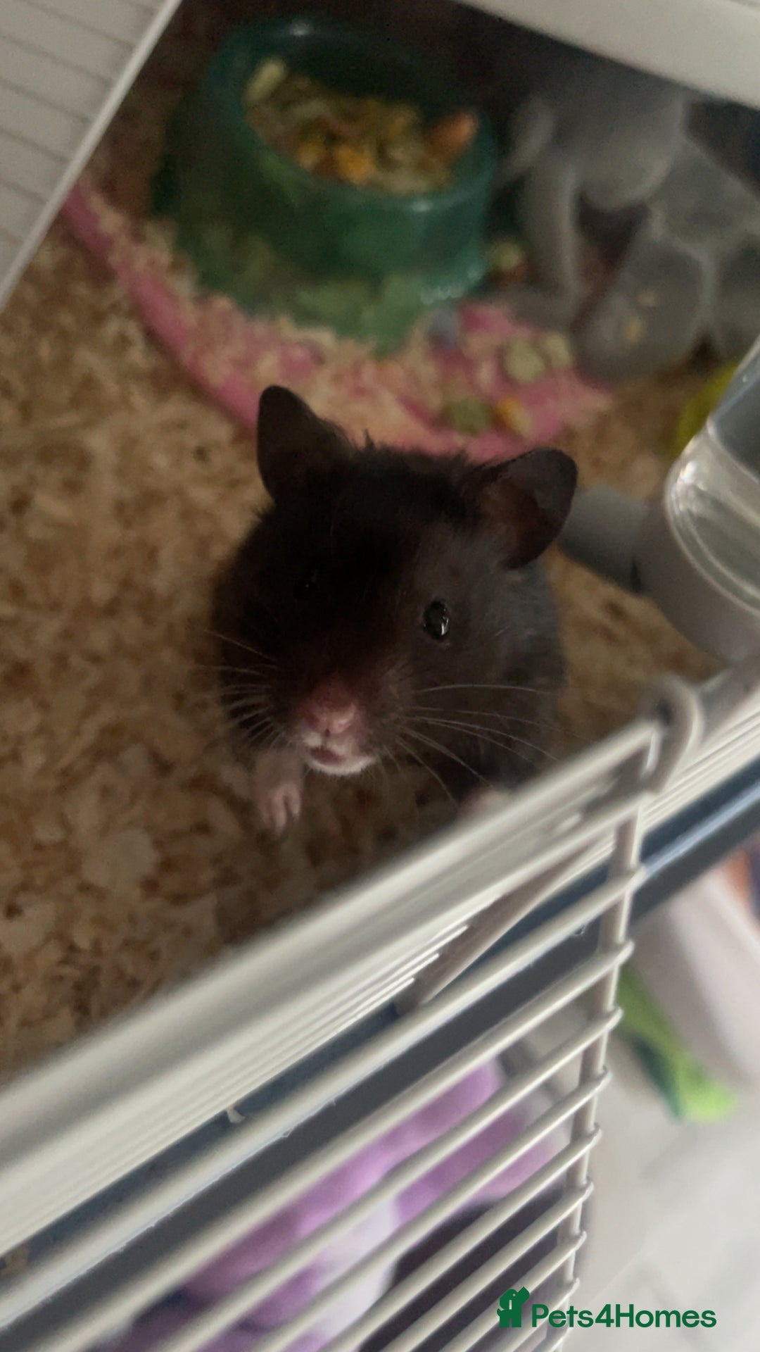 Hamster rodents for sale: Syrian hamster  - Image 5