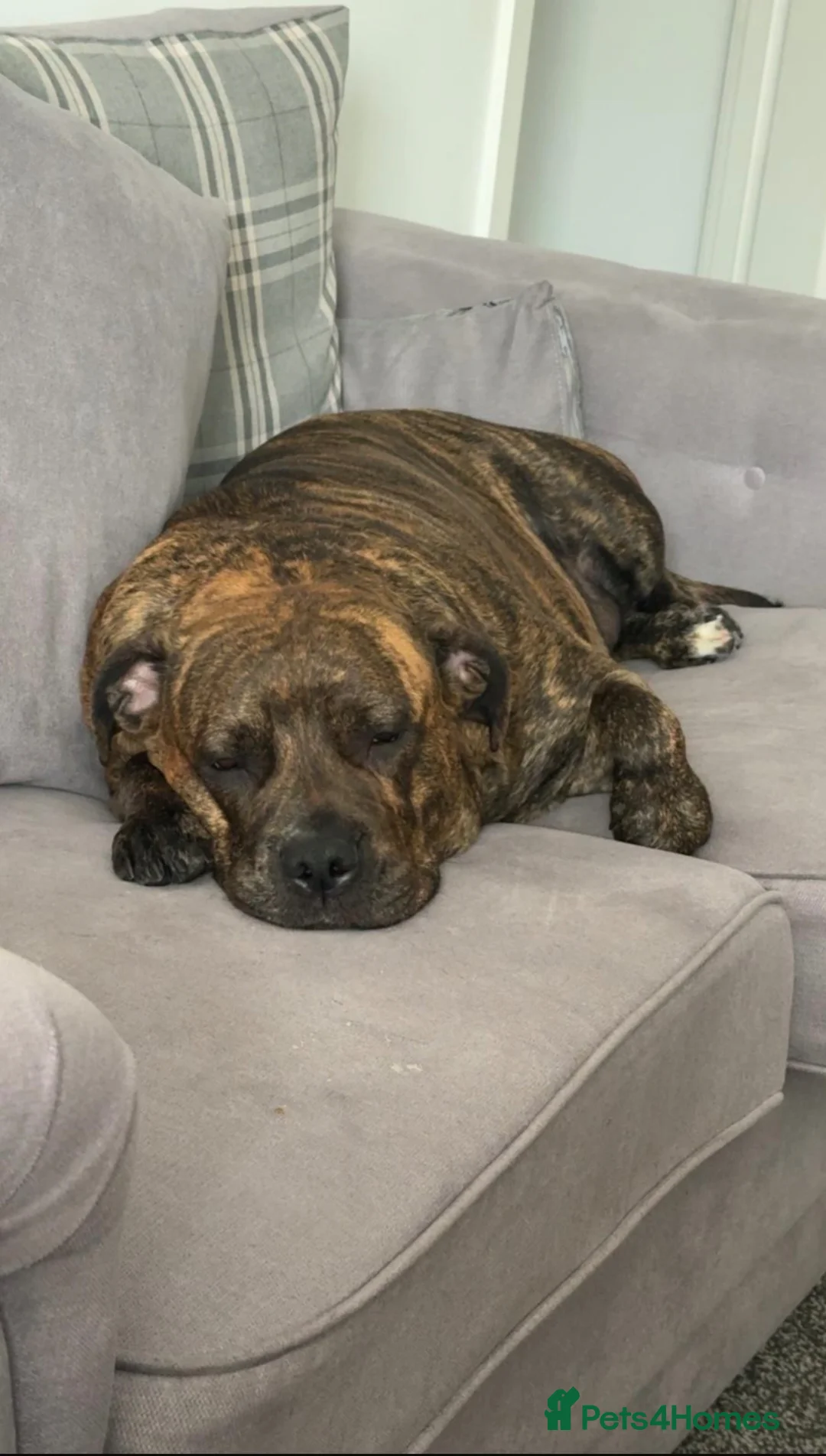 Presa Canario dogs for sale: Experienced Home needed Loyal large Breed Dog  - Advert 2