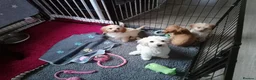 Mixed Breed dogs for sale: Cavapoochon puppies with 5 weeks free insurance  - Advert 10