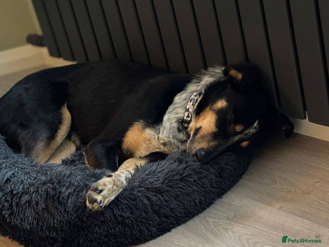 Mixed Breed dogs for adoption: Meet Dave,  currently residing in Aberdeen - Advert 7