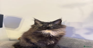 Maine Coon cats - Advert 6