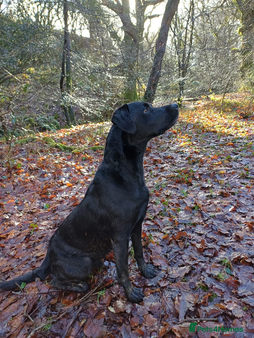 Labrador Retriever dogs for stud: Fallowpark Dark Grove Stud dog in Launceston - Advert 7