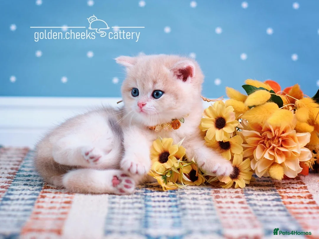 British Shorthair cats for sale: Show Quality British Shorthair Kittens - Advert 2