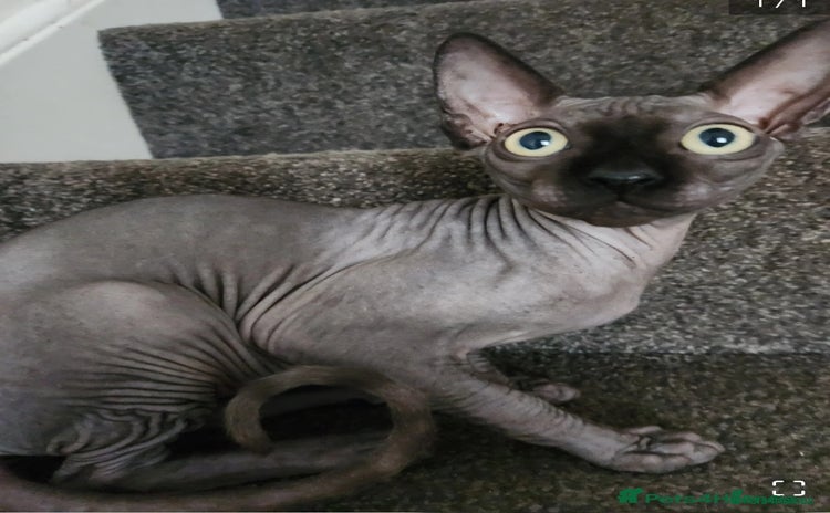 Sphynx cats - Advert 1