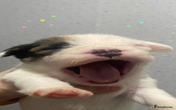 Parson Russell dogs for sale: KC Reg Champion lineage Puppys - Image 5