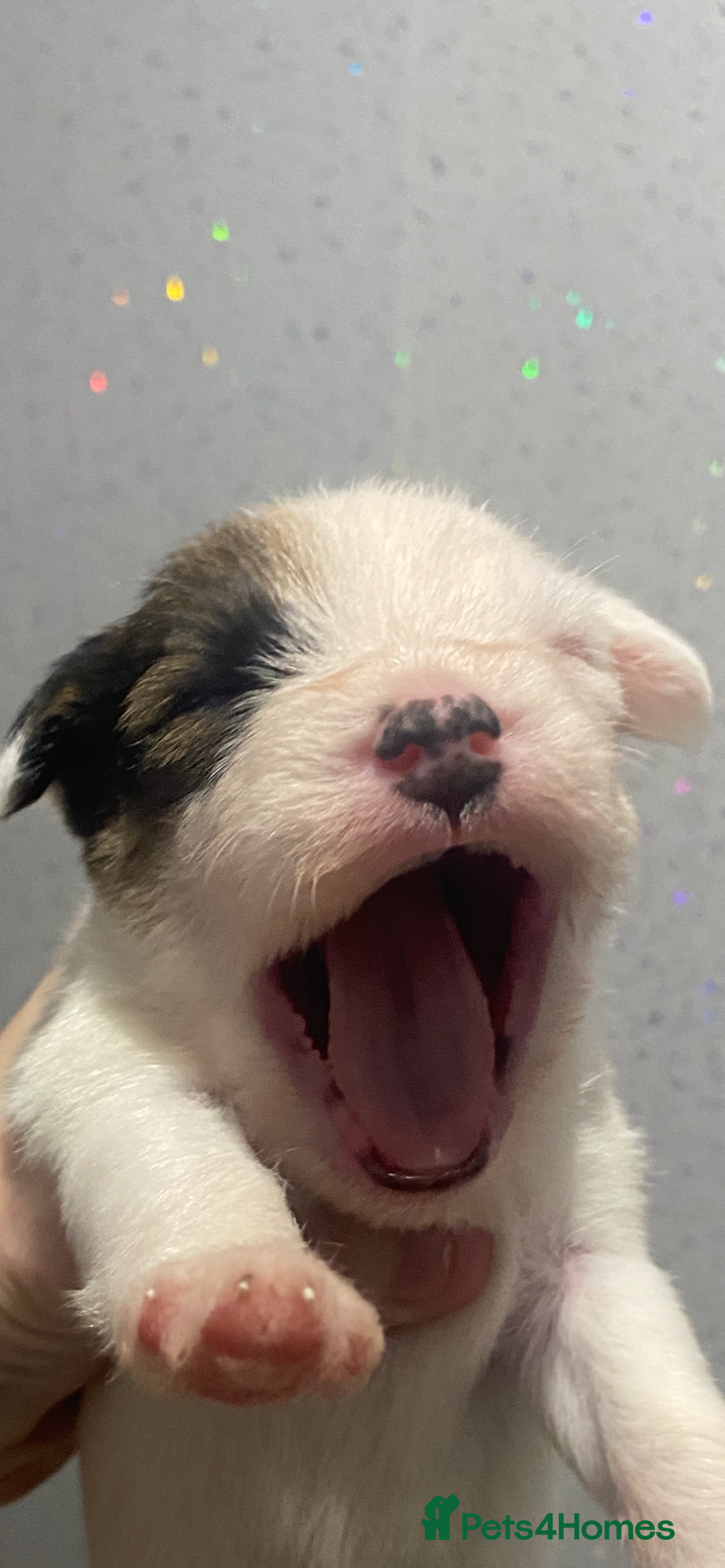 Parson Russell dogs for sale: KC Reg Champion lineage Puppys - Image 5