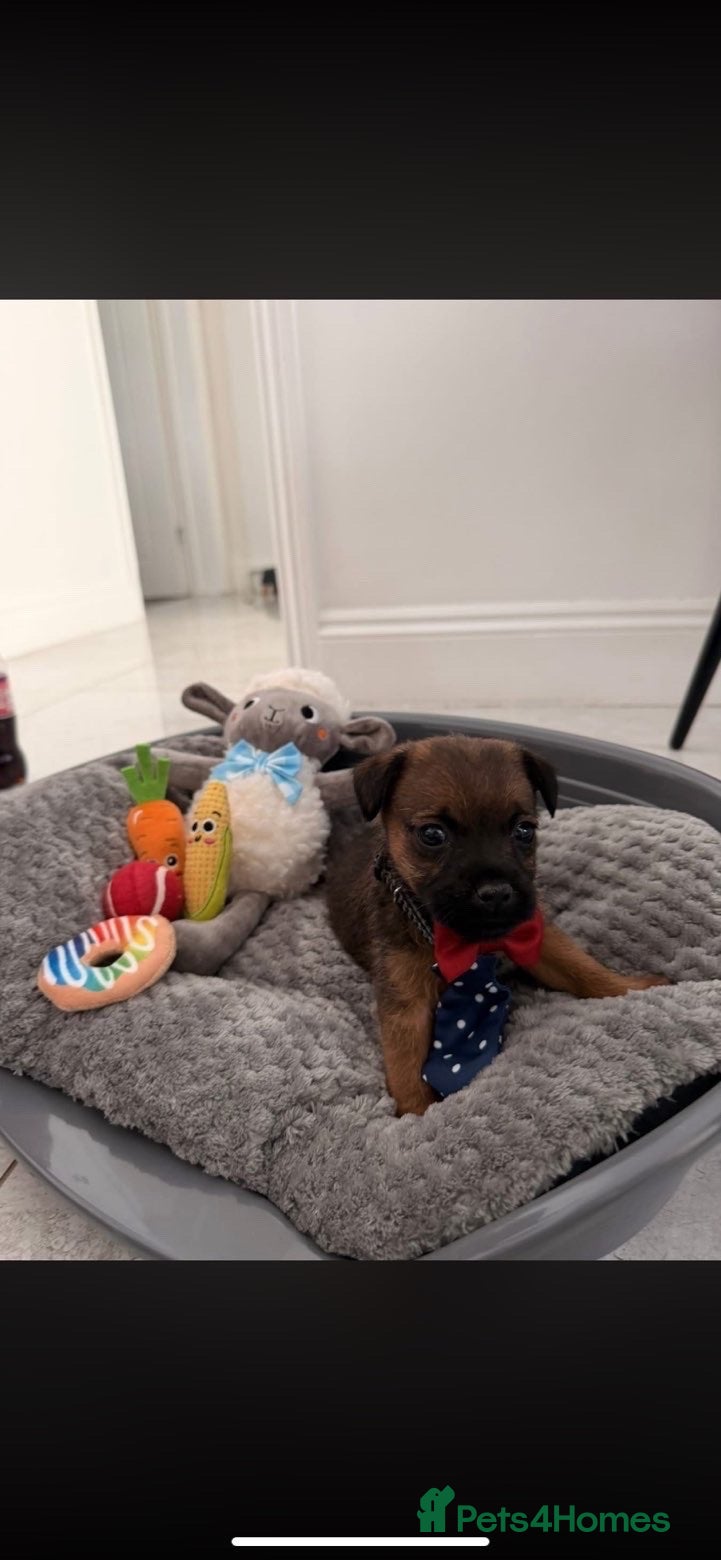 Border Terrier dogs Border terrier puppies  - Advert 3