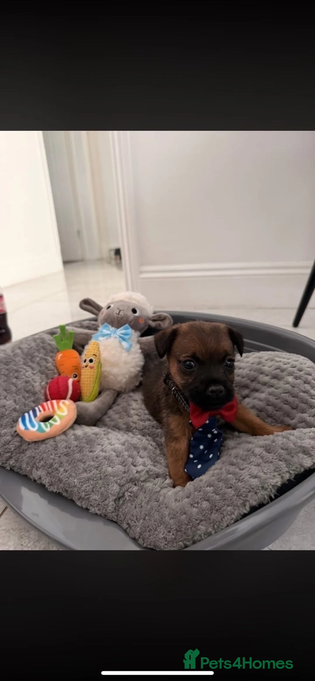 Border Terrier dogs for sale: Border terrier puppies  - Advert 1