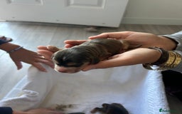Cocker Spaniel dogs for sale: ✨show type cocker spaniel✨ - Image 2