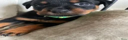 Rottweiler dogs for sale: Rottweiler Puppies - Advert 5