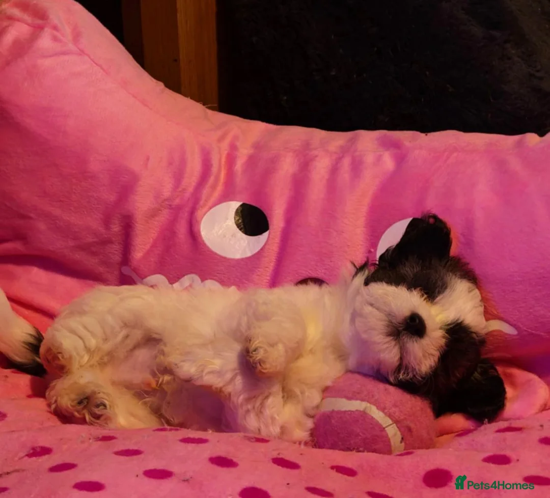 Maltipoo dogs for sale: Absolutely stunning F1 maltipoos - Advert 10