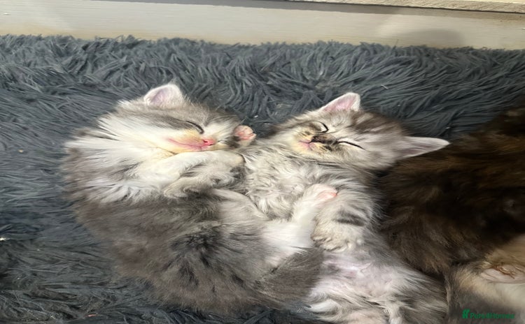 Mixed Breed cats - Advert 11