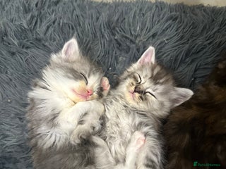 Mixed Breed cats - Advert 7