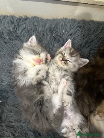 Mixed Breed cats - Advert 4