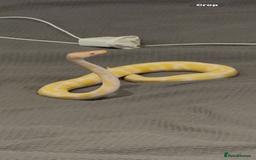 Python Snake reptiles for sale: Albino Royal python and full vivarium setup  - Advert 6