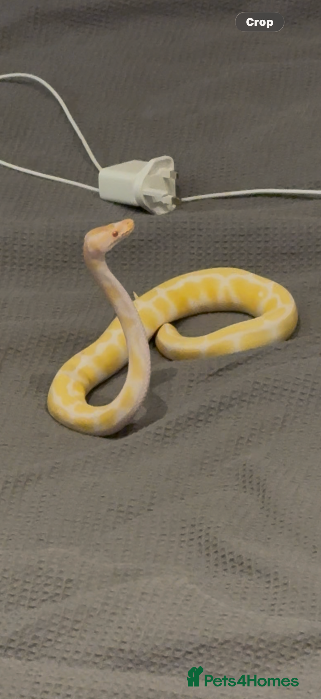 Python Snake reptiles for sale: Albino Royal python and full vivarium setup  - Advert 6
