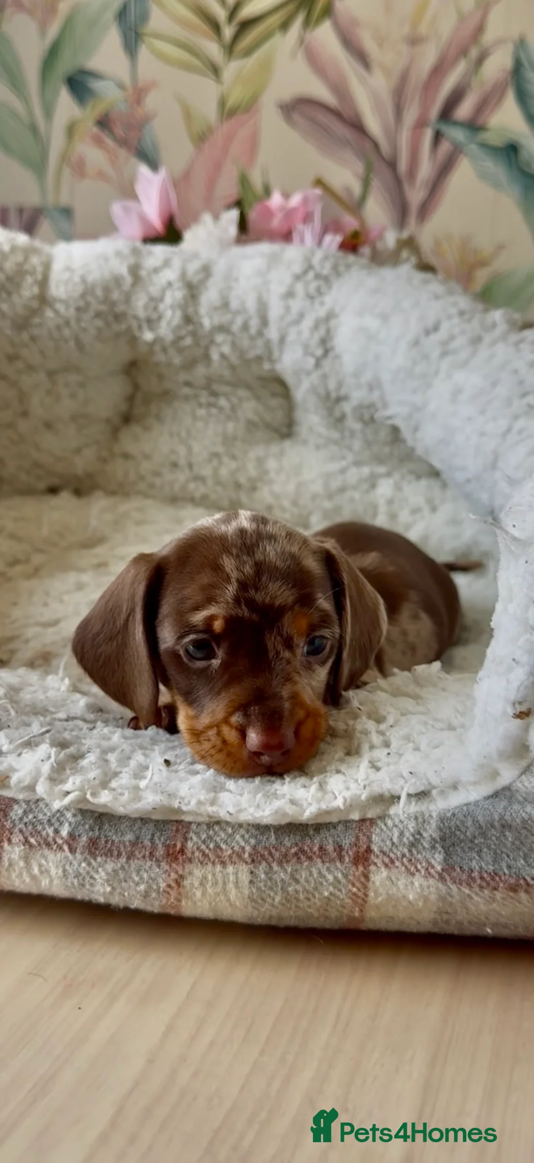 Miniature Dachshund dogs for sale: Miniature short hair dachshund  - Advert 2
