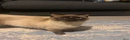 Ragdoll cats for sale: Ragdoll female chocolate kitten - Advert 3