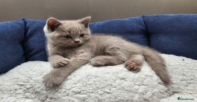 British Shorthair cats - Advert 13