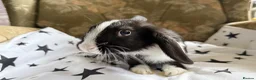 Mixed Breed rabbits for sale: French lop X mini lop looking for forever homes in Peterhead - Advert 3