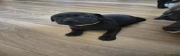 Staffordshire Bull Terrier dogs for sale: Adorable puppy looking for new home🥰🥰 in Smethwick - Advert 3