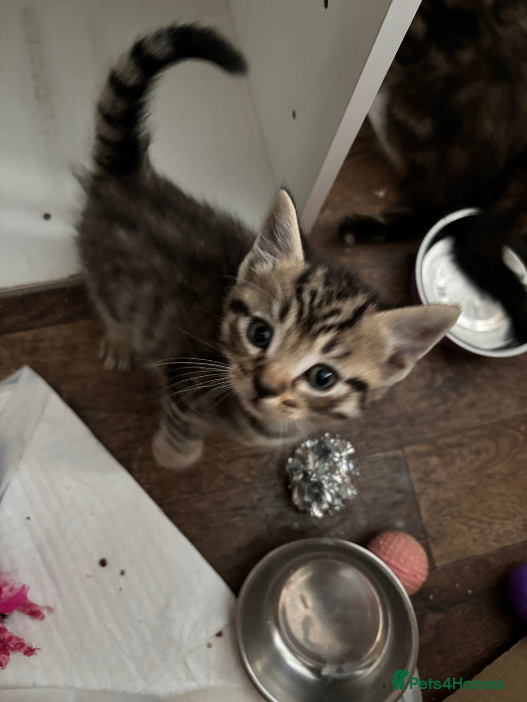 Mixed Breed cats for sale: 15 kittens for sale (4 LEFT REDUCED)  in Hassocks - Image 12