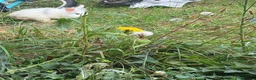 Lionhead rabbits for sale: Cute lion head very friendly  in Bedford - Advert 4