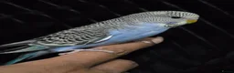 Budgerigars birds for sale: Hand tamed baby budgies for sale  - Advert 13