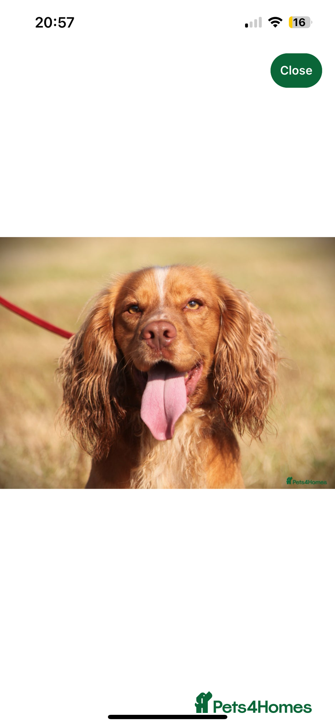 Cocker Spaniel dogs for sale: GORGEOUS WORKING COCKER SPANIEL  - Image 5
